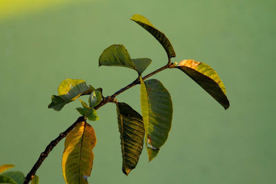 Hoja de guayaba